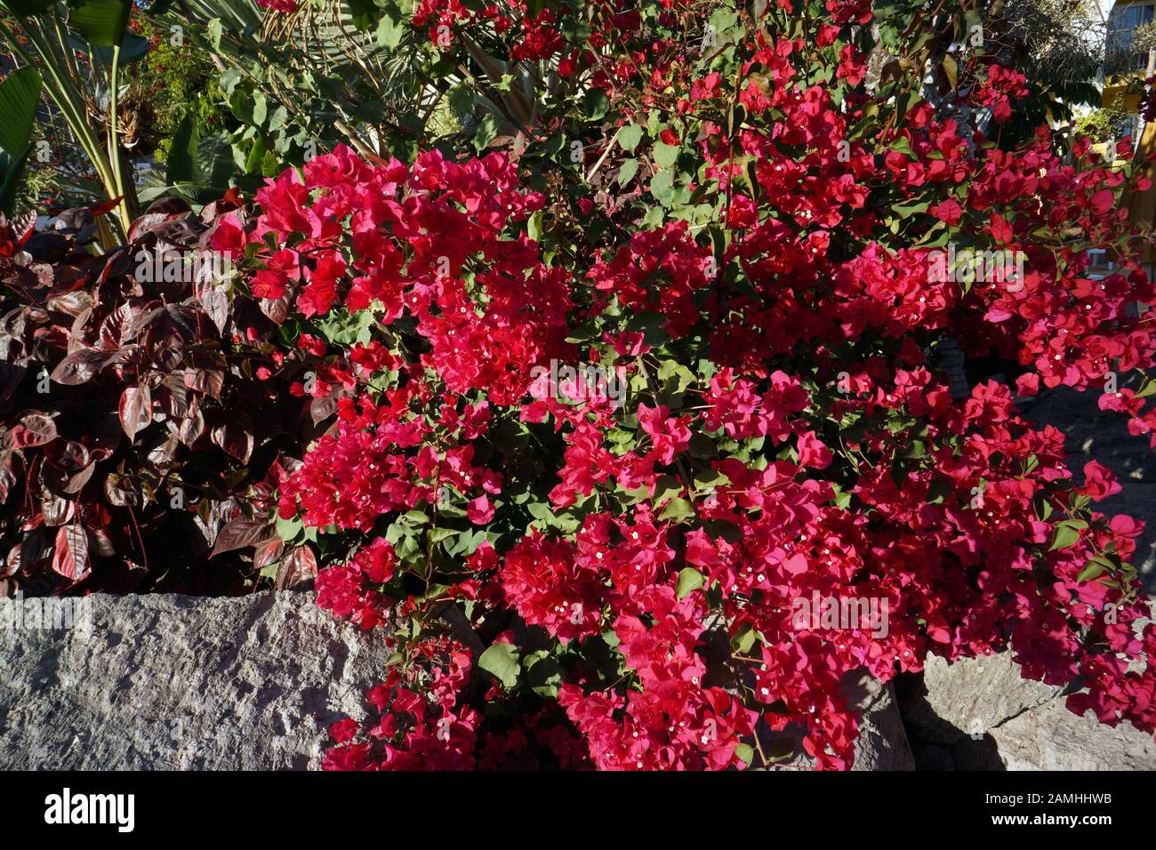 Drillingsblume, Bougainvillie, Bougainville (Bougainvillea spec.) in der neuen Marina,  Puerto de Mogan, Gran Canaria, Kanaren, Spanien Stock Photo