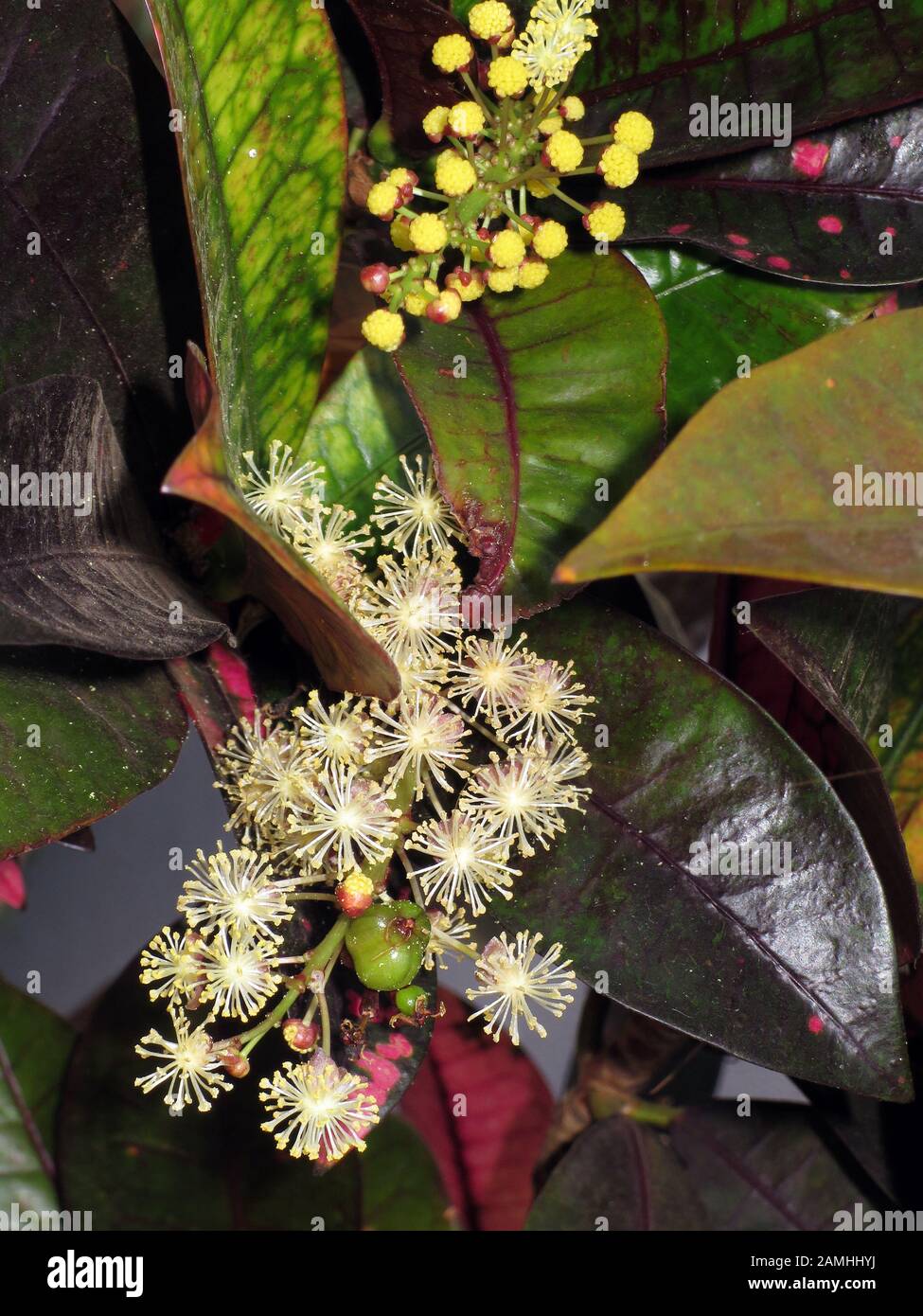 begonien als zimmerpflanze Forellenbegonie (Begonia maculata) kaufen