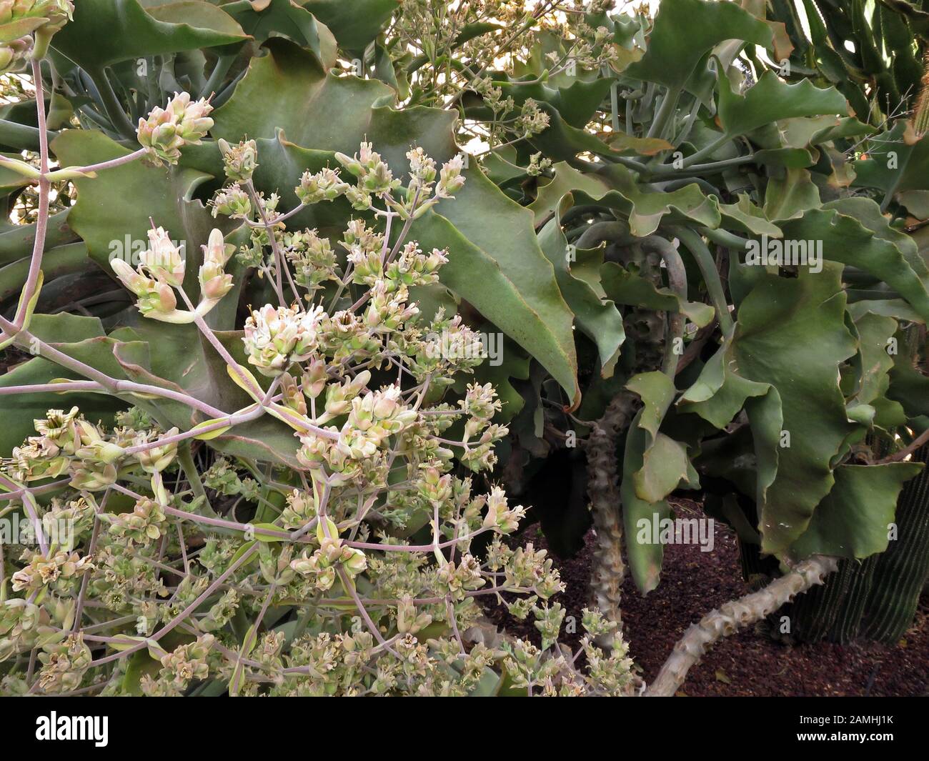 Elefantenohr-Kalanchoe (Kalanchoe beharensis), Puerto de Mogan, Gran  Canaria, Spanien Stock Photo - Alamy