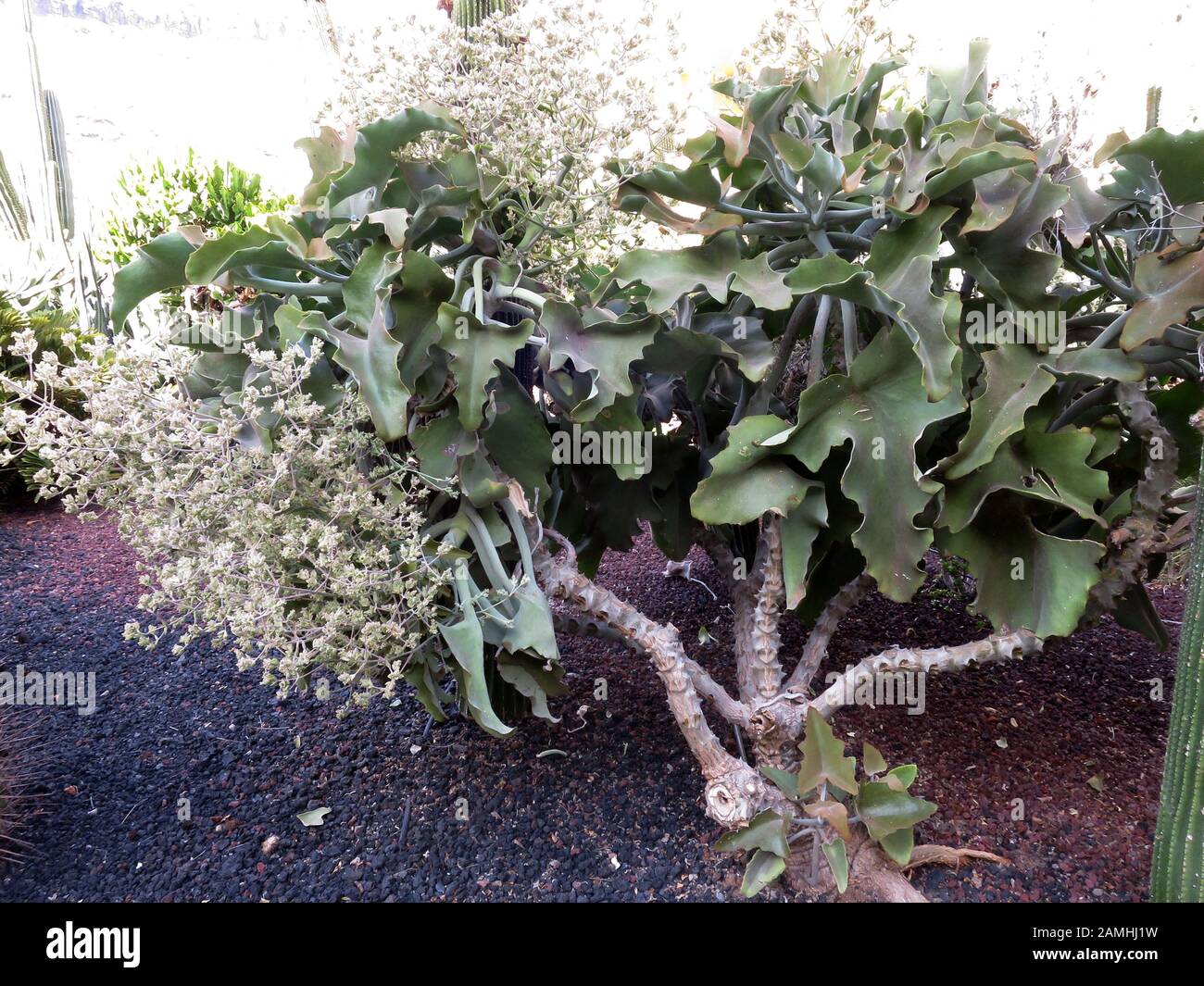 Elefantenohr-Kalanchoe (Kalanchoe beharensis), Puerto de Mogan, Gran  Canaria, Spanien Stock Photo - Alamy