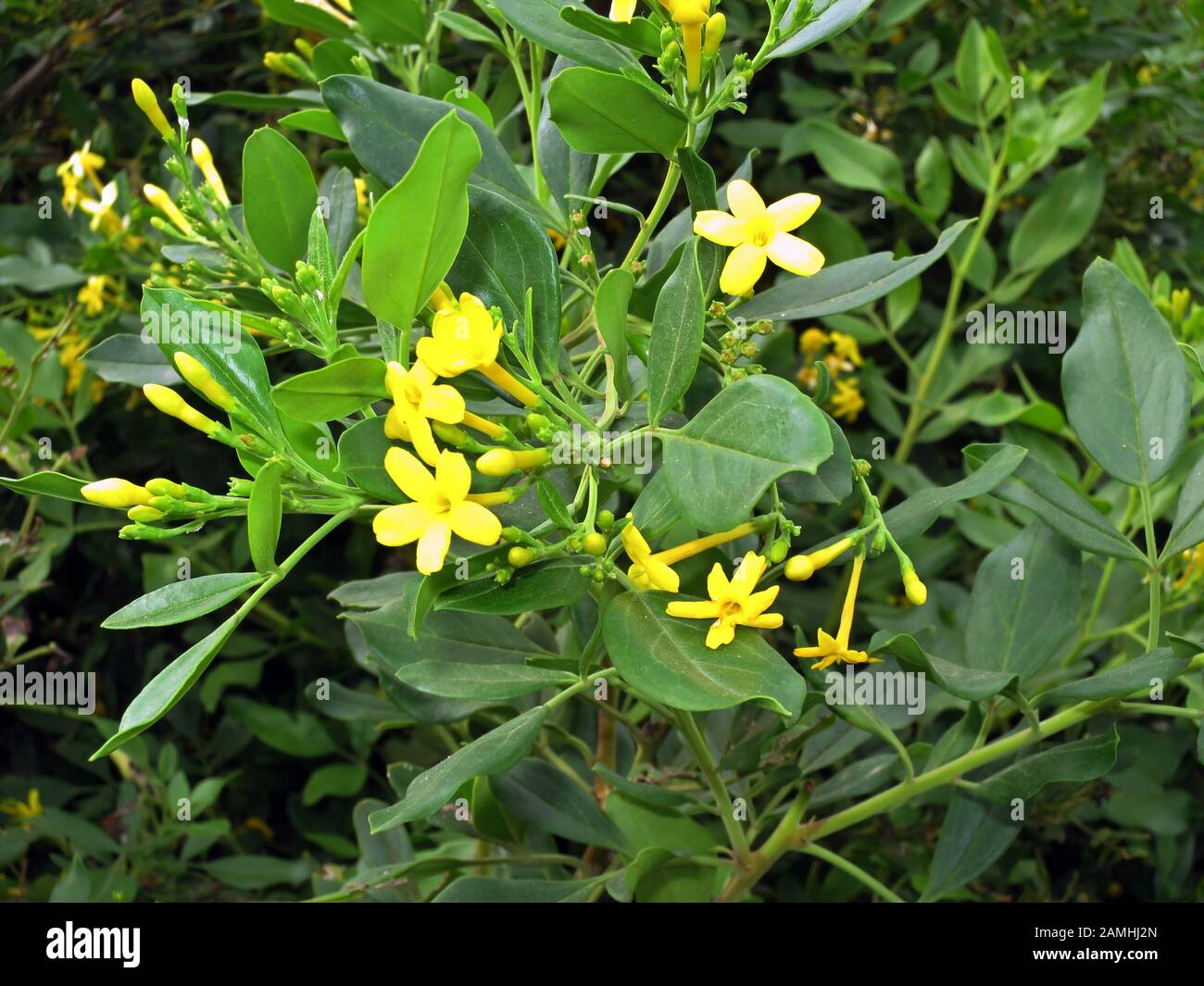 luzerne bio saatgut Bio-Alfalfa Luzerne Sprossen kaufen