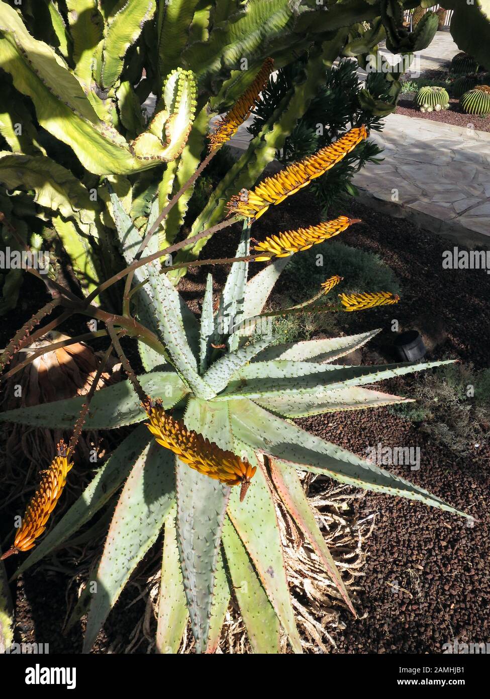 Marloths Aloe, Baumaloe, Baum-Aloe, Berg-Aloe, Bergaloe (Aloe marlothii), Puerto de Mogan, Gran Canaria, Spanien Stock Photo