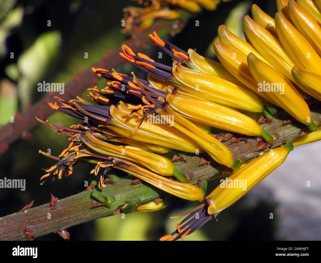 Marloths Aloe, Baumaloe, Baum-Aloe, Berg-Aloe, Bergaloe (Aloe marlothii), Puerto de Mogan, Gran Canaria, Spanien Stock Photo