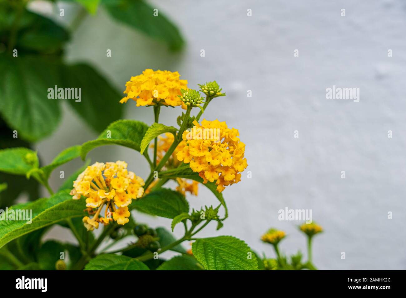 Yellow Lantana Camara Splendens flowering against green foliage and white washed building in background, Spain Stock Photo