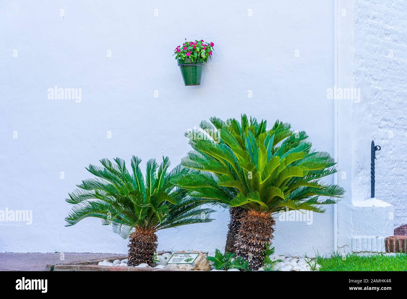 Japanese Sago Palm trees, Cycas revoluta, against a white-washed building in popular tourist location in Mijas, Spain Stock Photo