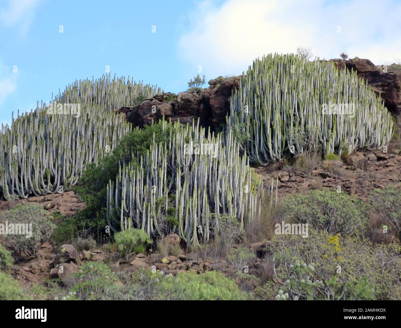 Wanderung über die Lomo de Tabaibales  mit typischer Wolfsmilch-Vegetation, Puerto de Mogan, Gran Canaria, Spanien Stock Photo