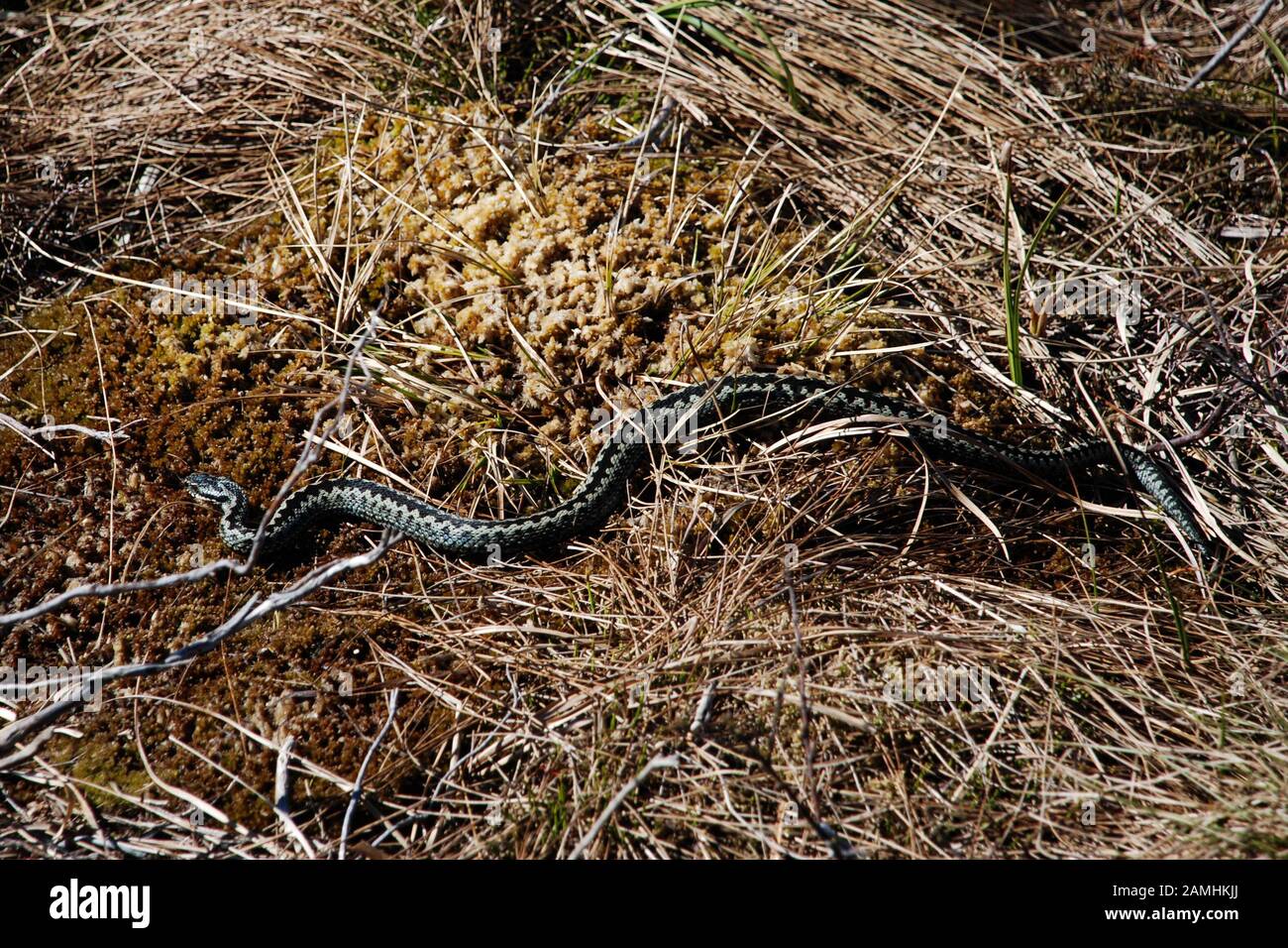 Norwegian viper in natural habitat Stock Photo