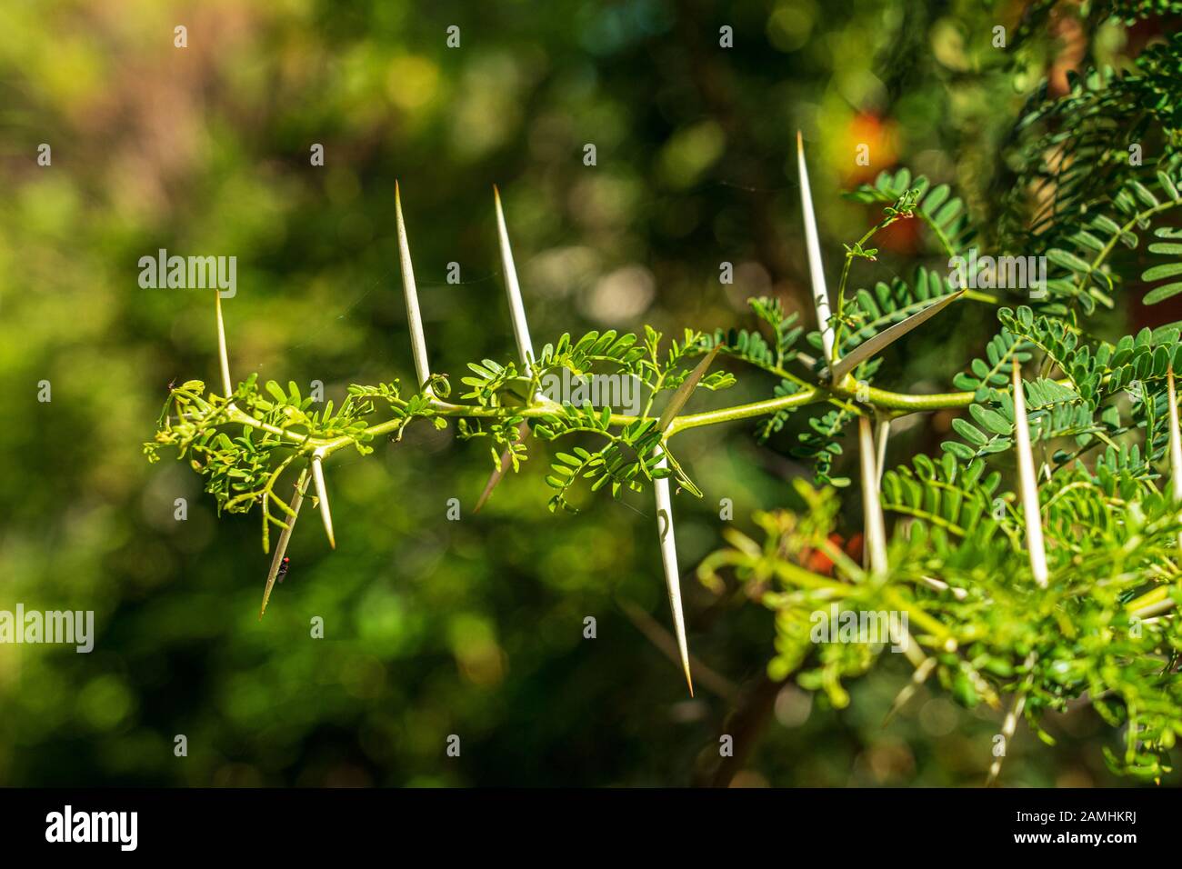 Close up of large spines on Robinia pseudoacacia or Black Locust Tree in garden with bokeh background Stock Photo