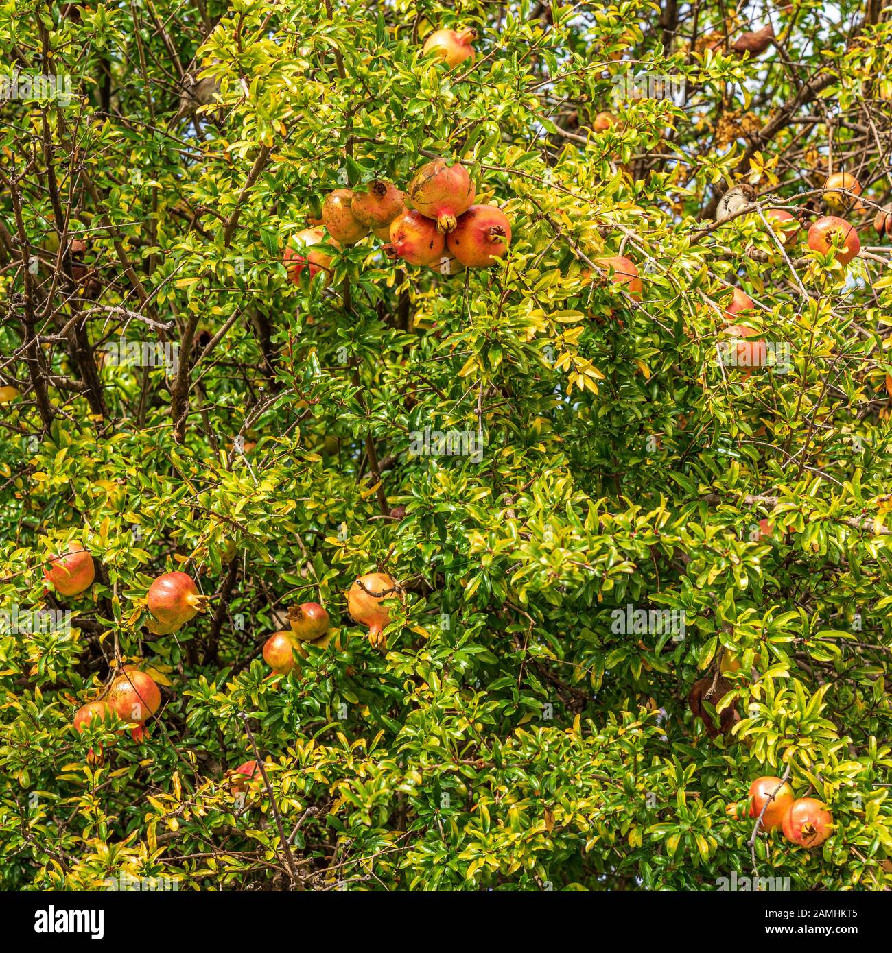 Punica granatum tree showing bunches of pomegranate fruit ready to be harvested in autumn Stock Photo
