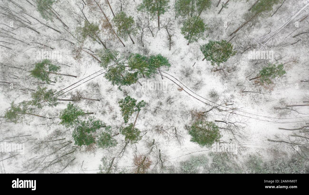 Rare snowy pine forest hi-res stock photography and images - Alamy