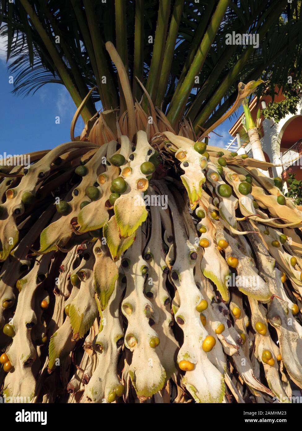 Sagopalmfarn Cycas rumphii, Puerto de Mogan, Gran Canaria, Spanien Stock Photo