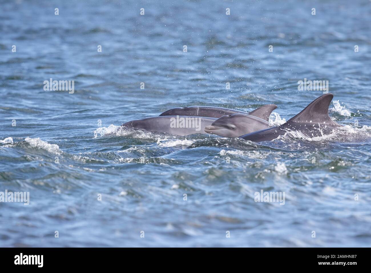 Wild dolphin with neonate in playful mood while hunting for migrating Atlantic Scottish salmon in the Moray Firth in the Scottish Highland. Stock Photo