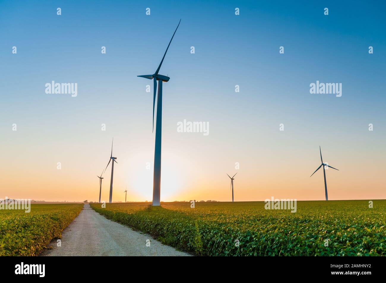 A corn field with large wind turbines against a blue sky at sunset ...