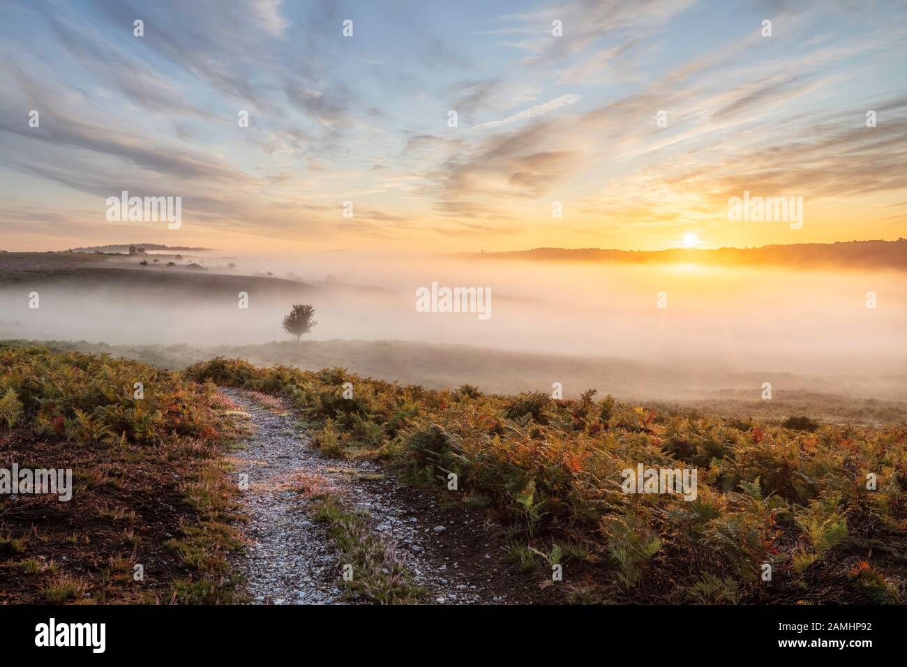 Sunrise over Ibsley Common, New Forest National Park, Hampshire, England, UK Stock Photo