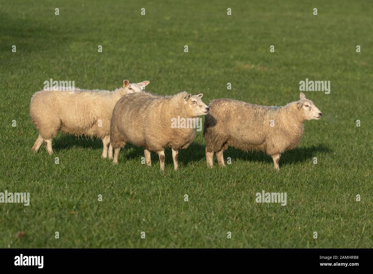 Three sheep standing in a middle of a field. Stock Photo