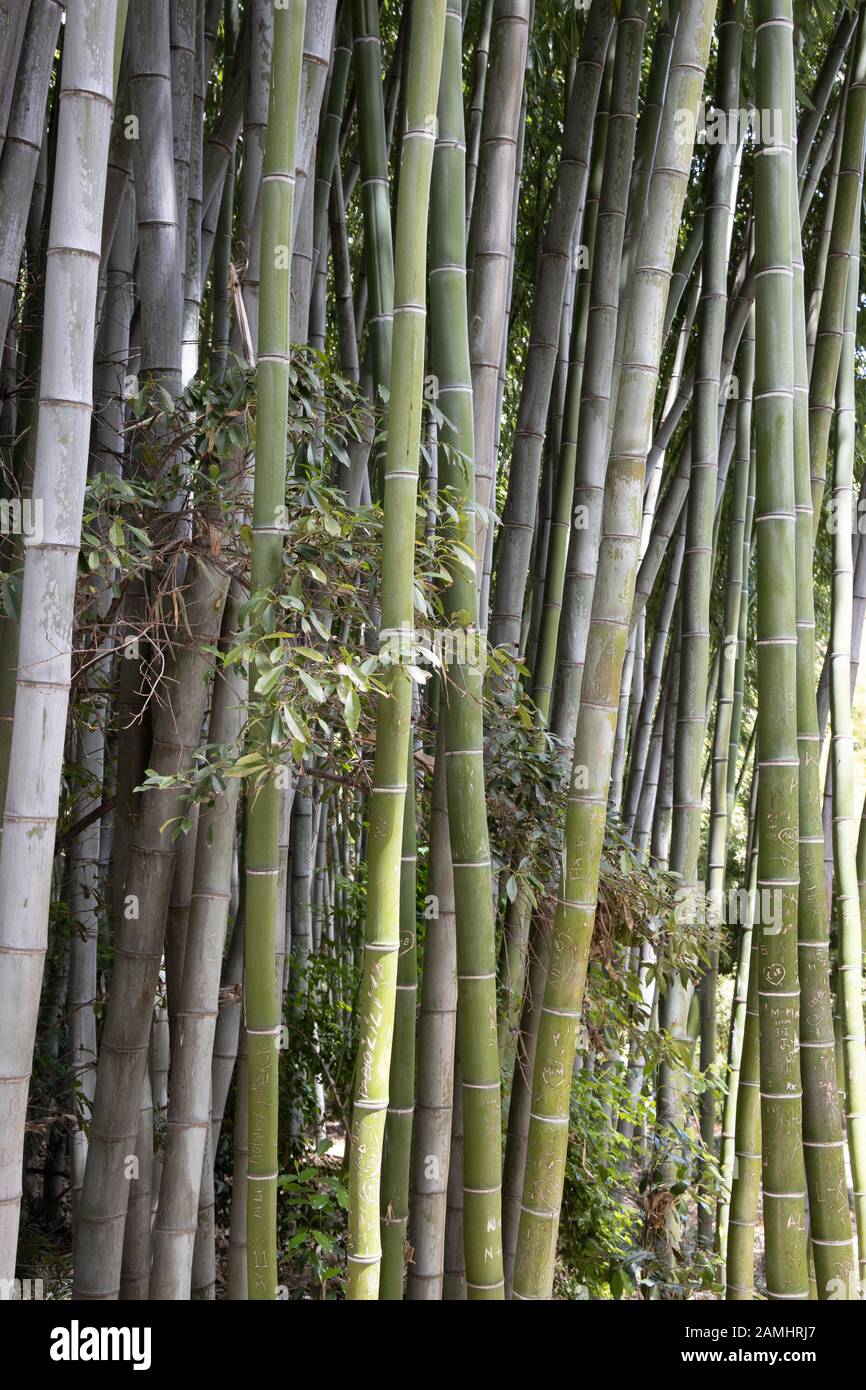 tall bamboo trucks Stock Photo