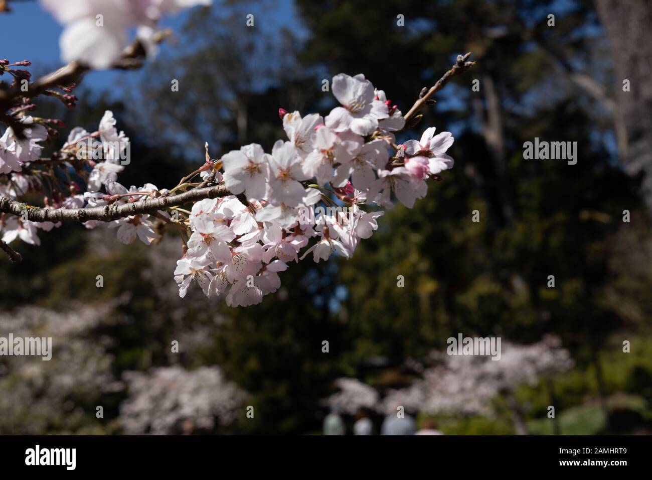 Close up blossom flowering cherry trees Stock Photo