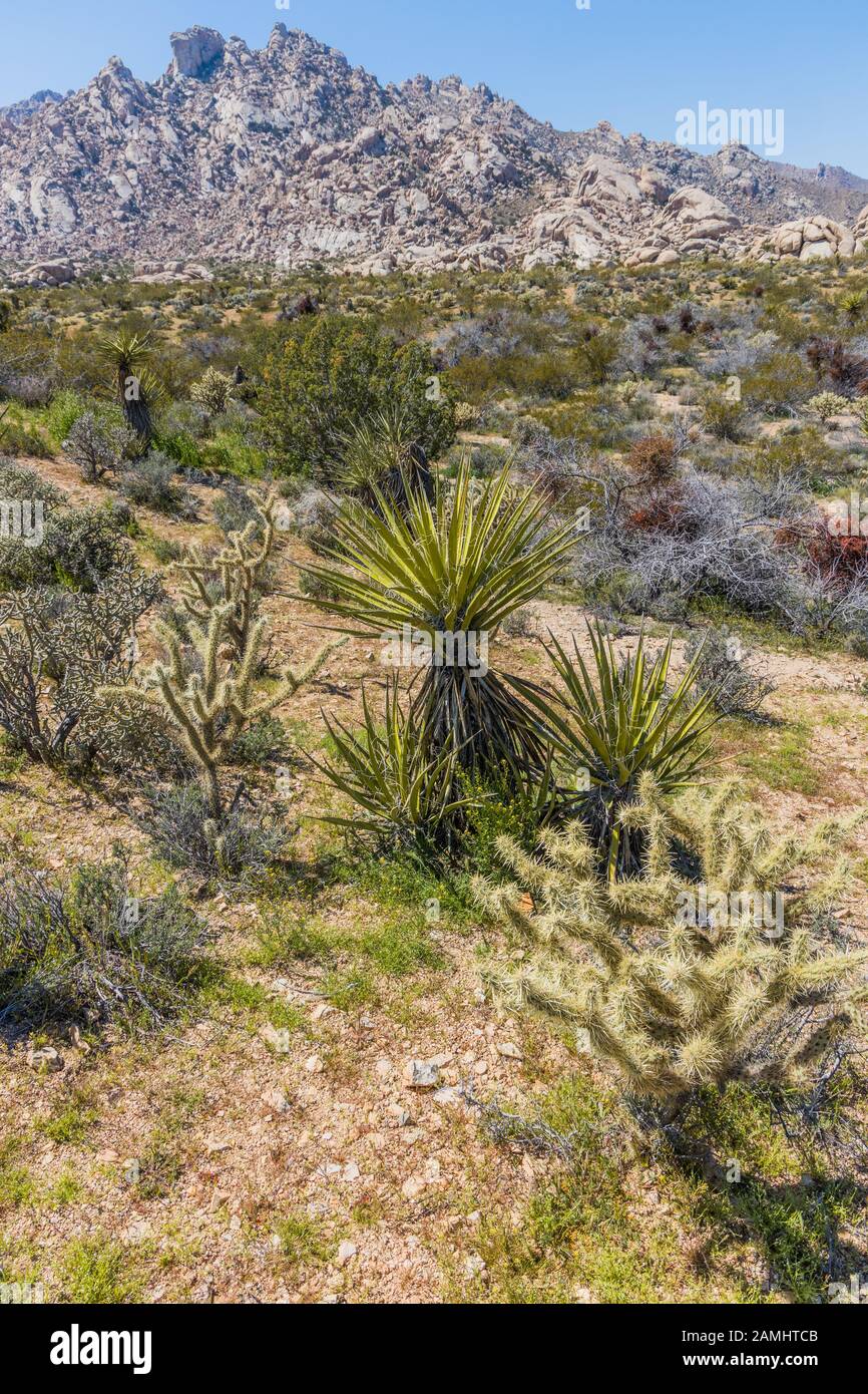 Mojave National Preserve USA Stock Photo