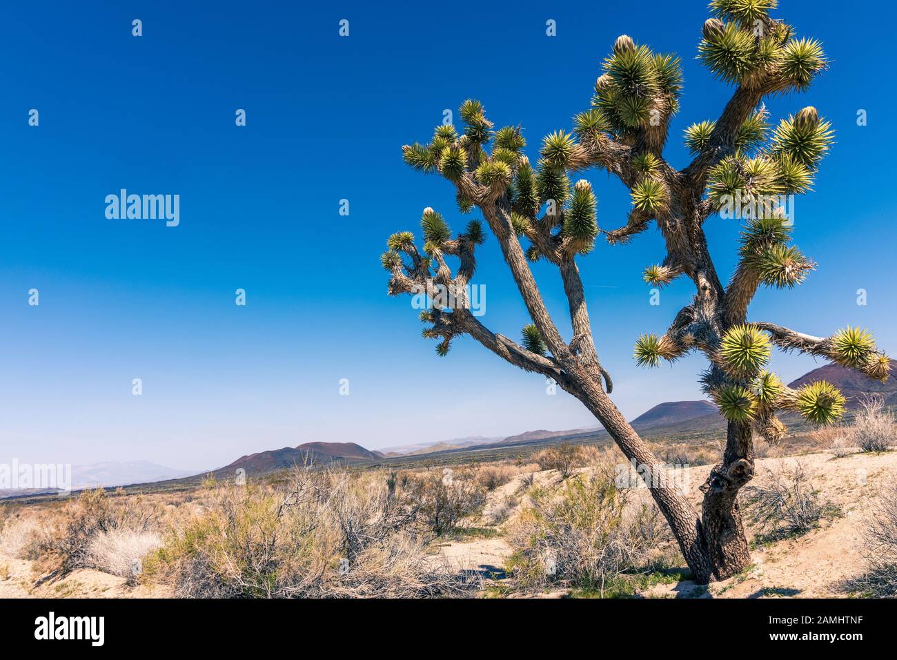 Desert view with  yucca tree in foreground Stock Photo