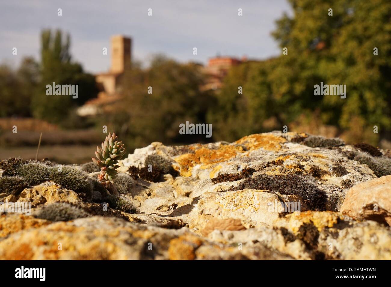 Close up shot of arid sedum growing on a stone wall with a traditional Spanish church in the distance Stock Photo