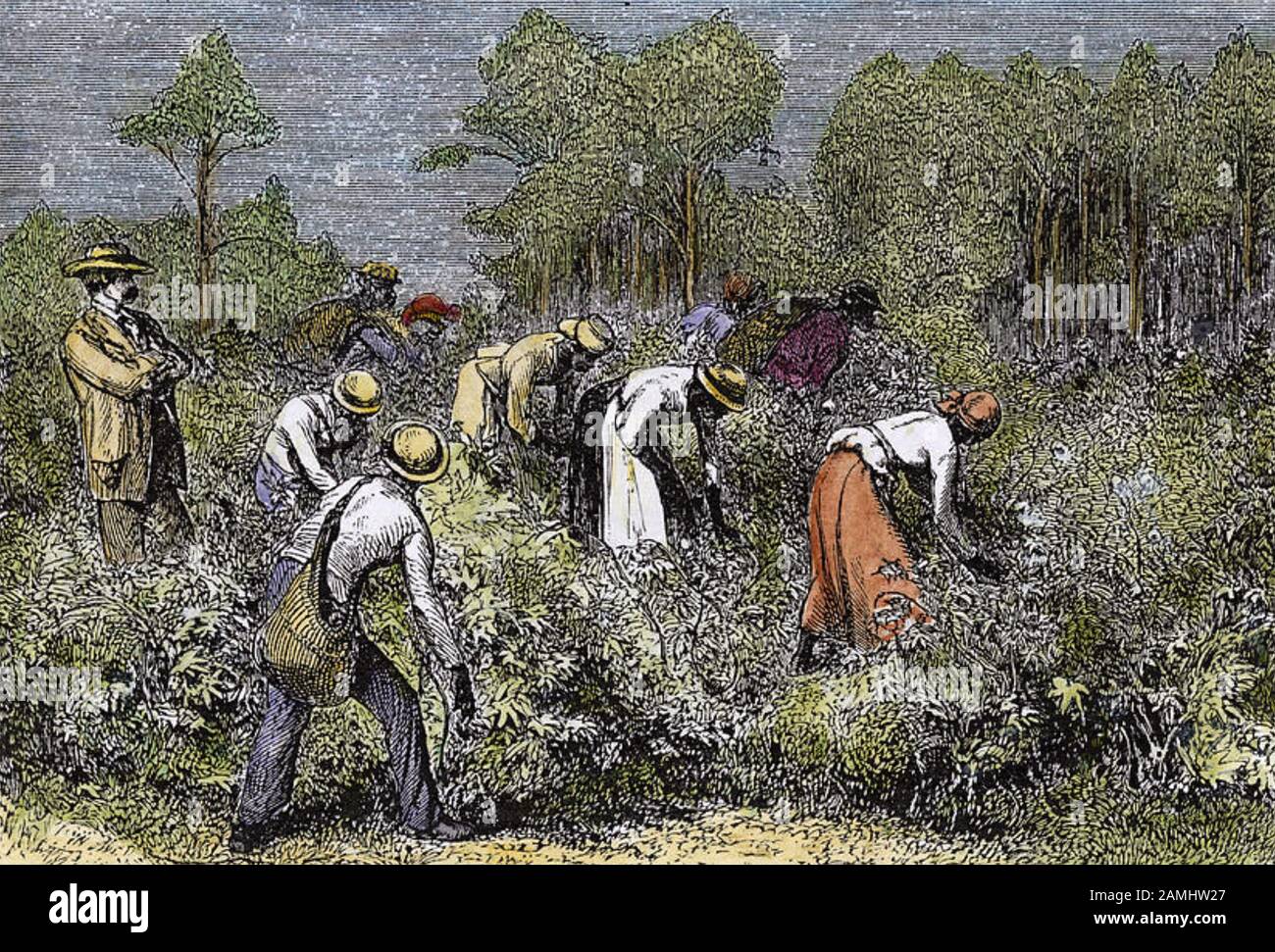 COTTON PICKING in the American South mid 1800s Stock Photo