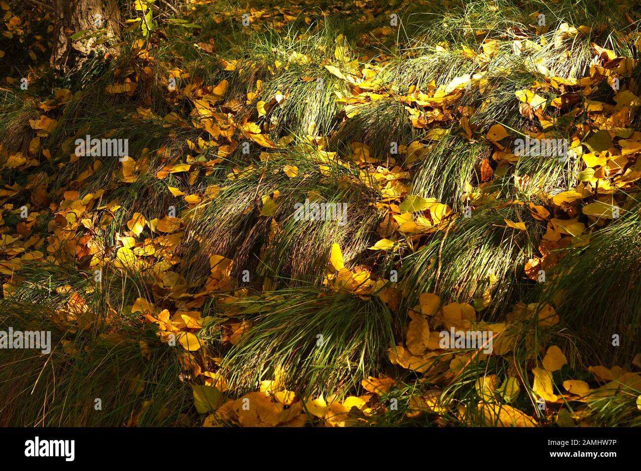Autumnal yellow fallen leaves on mounds of long green grass in dappled sunlight and shade Stock Photo