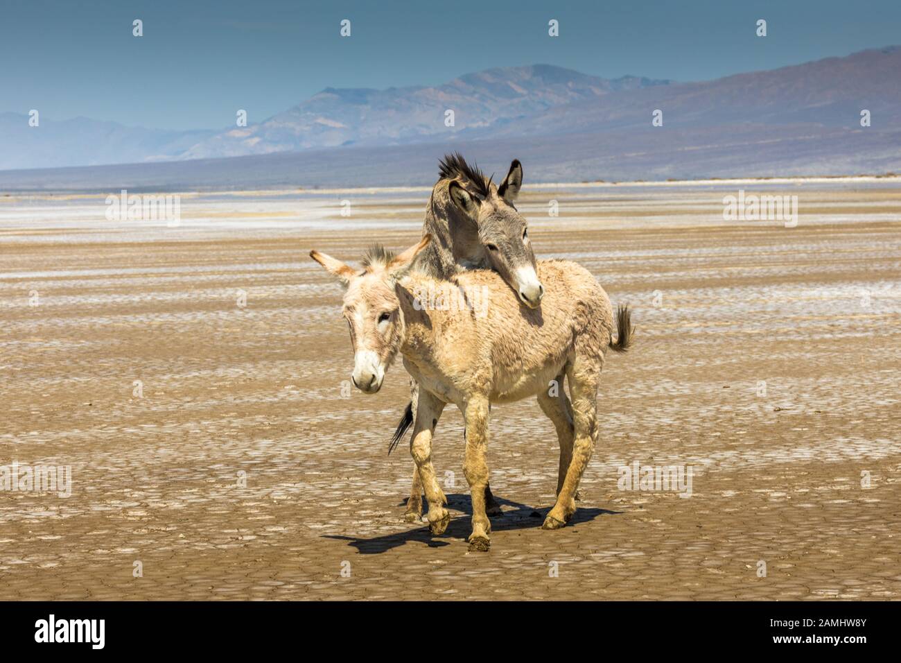 Closeup of two wild donkeys or burros near Ballaret in Inyo County in Southern California desert USA Stock Photo