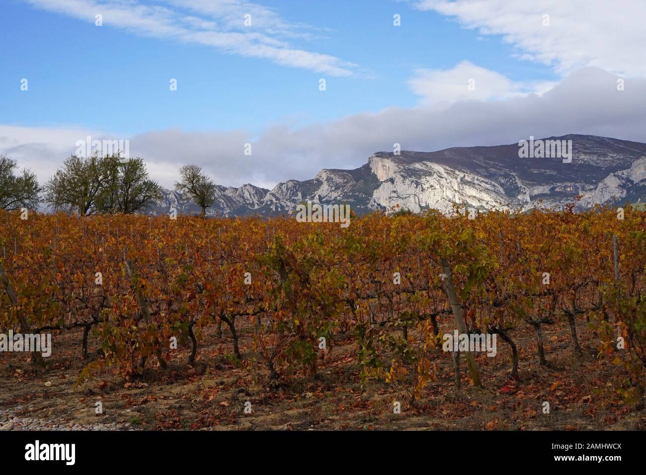 Autumnal vineyard with mountains and blue sky in the distance Stock Photo