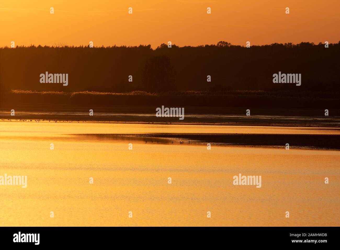A golden sunset over a pond in Milicz area Stock Photo