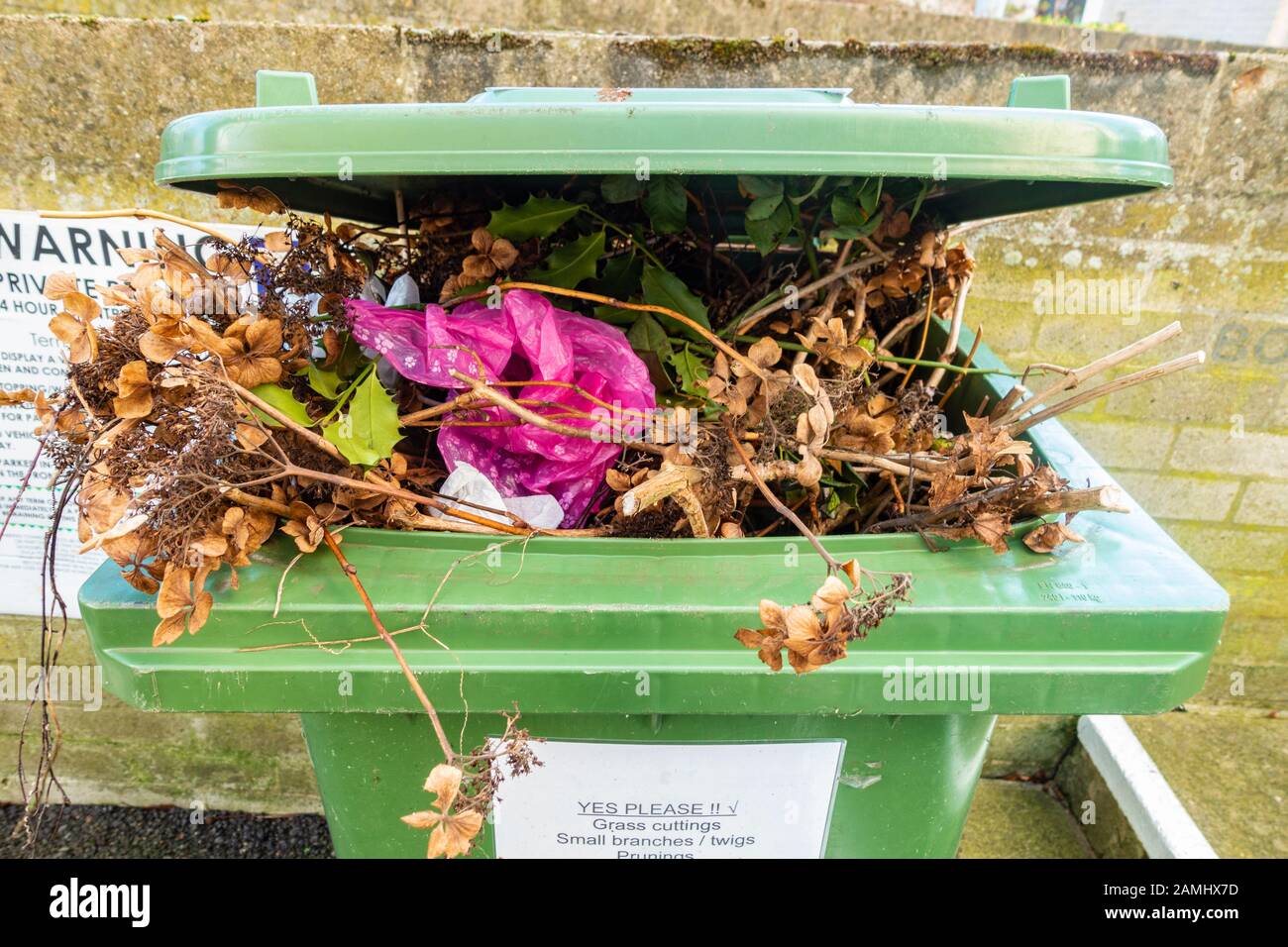 A green wheelie bin overflowing with garden waste. The lid does not close. Stock Photo