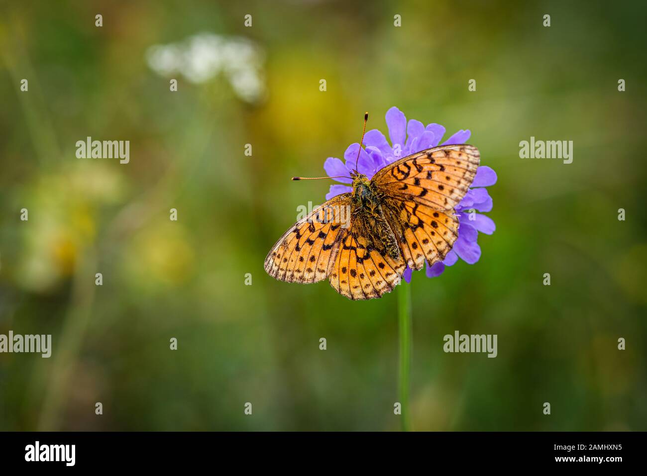 Lesser Marbled Fritillar butterfly or Brenthis ino on a purple flower Stock Photo