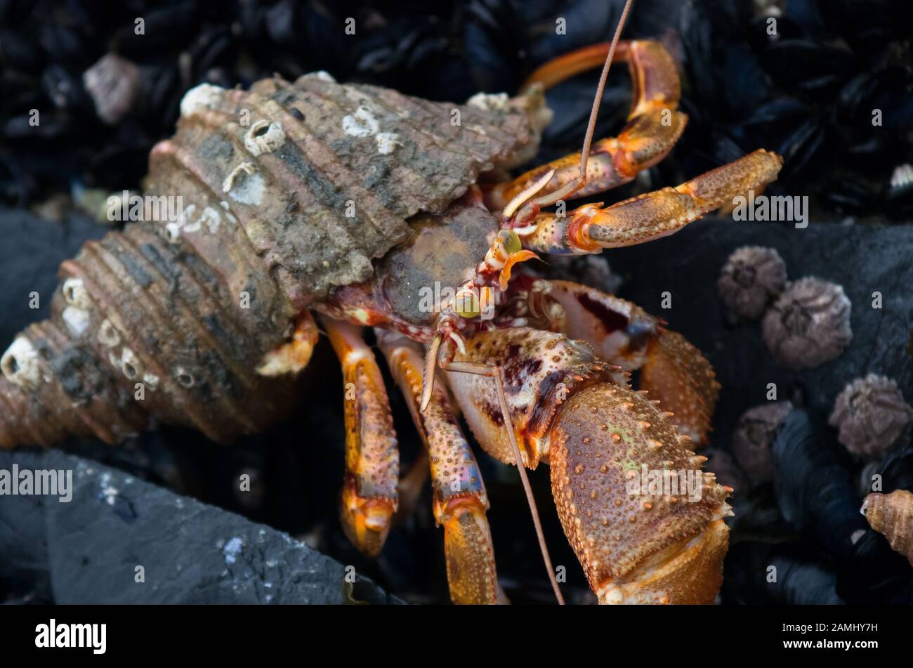 Widehand Hermit Crab (Elassochirus tenuimanus) in Southeast Alaska ...