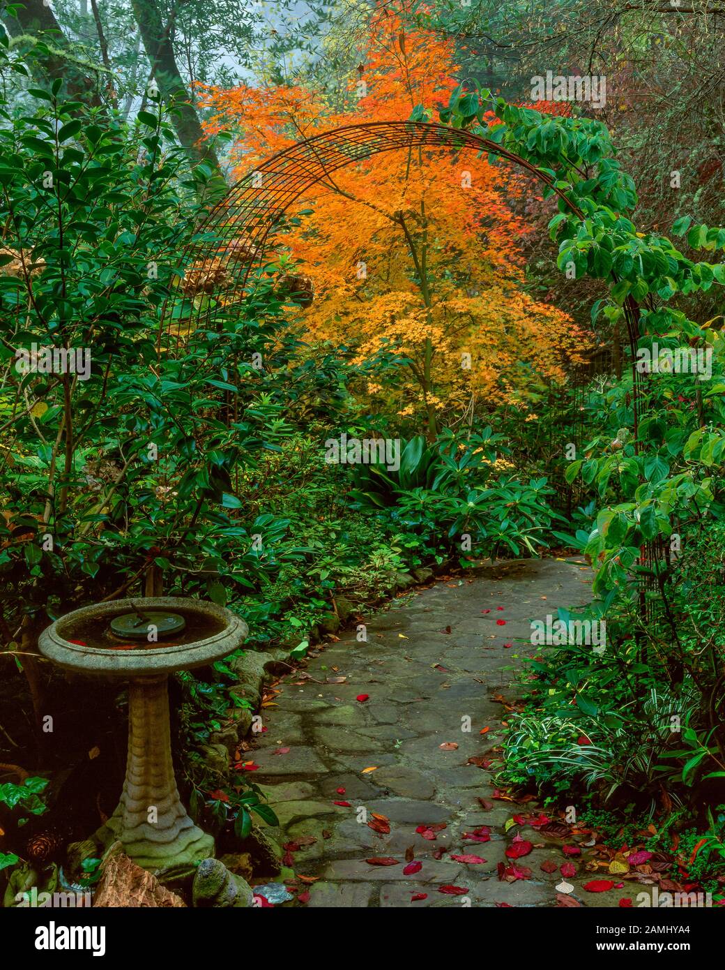 Garden Path, Japanese Maple, Cypress Garden, Mill Valley, California Stock Photo
