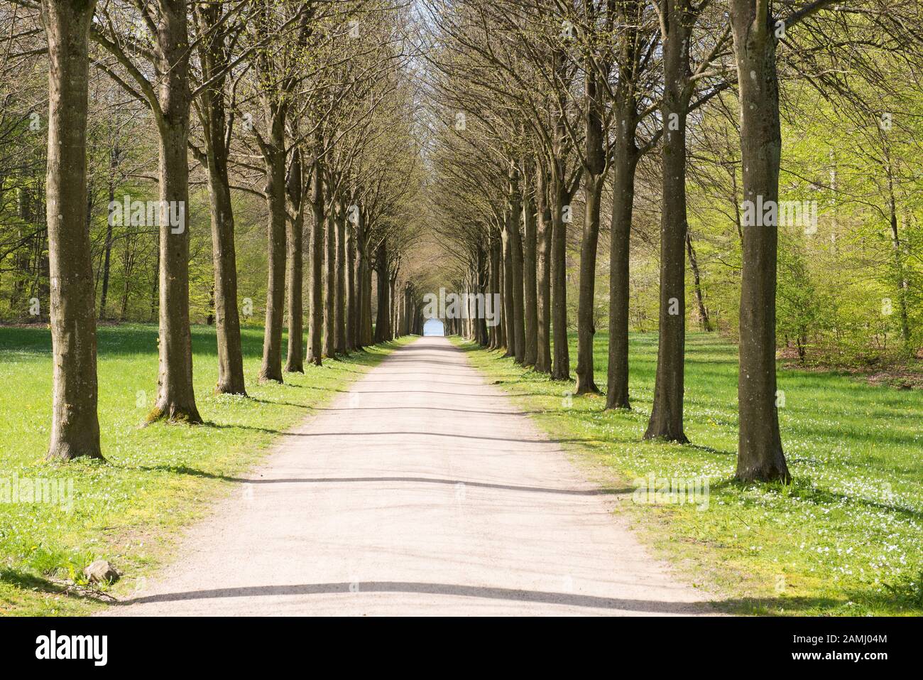 Alley of trees in a park in Fredensborg park, in Denmark in spring Stock Photo