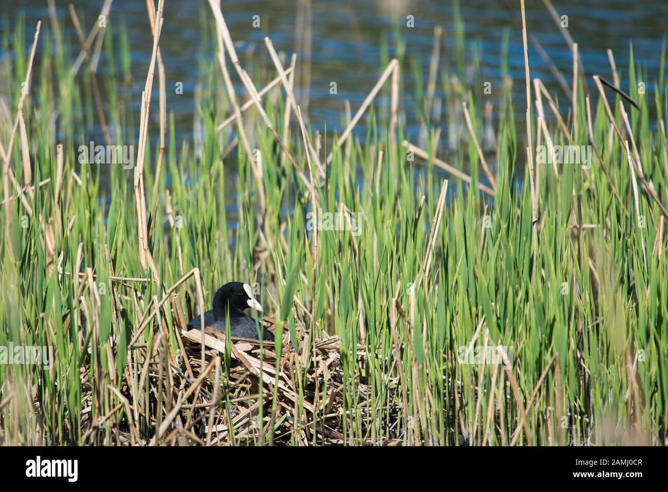 Eurasian coot, Fulica atra, sitting on its nest in spring in Denmark Stock Photo
