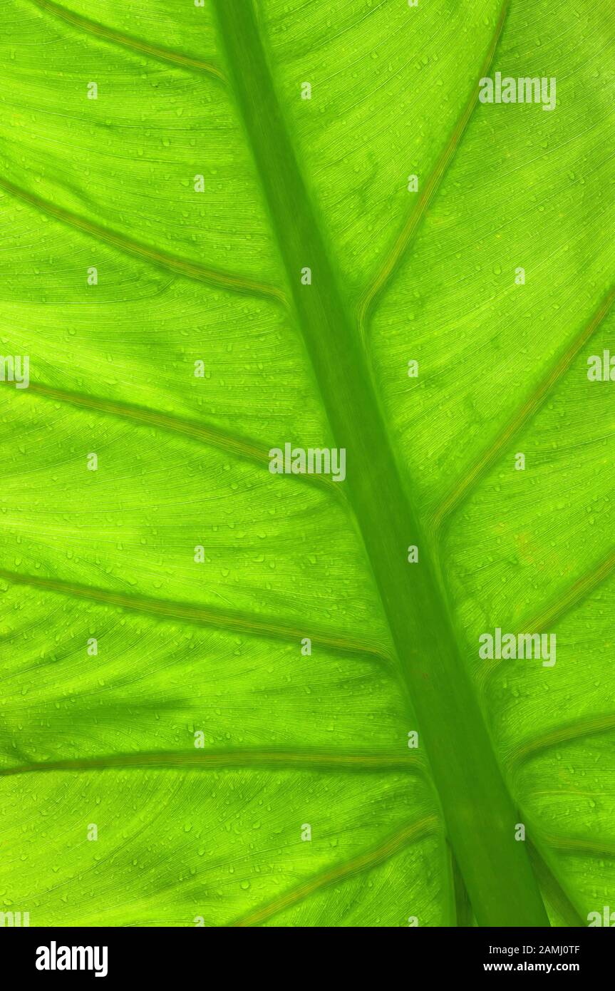 Ape leaf pattern, Hoomaluhia Botanical Garden, Kaneohe, Windward Oahu, Hawaii. Stock Photo