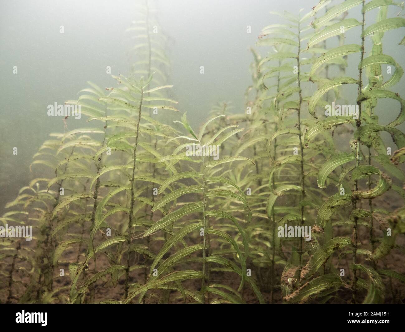 Worn out sprouts of claspingleaf pondweed in late summer. Stock Photo