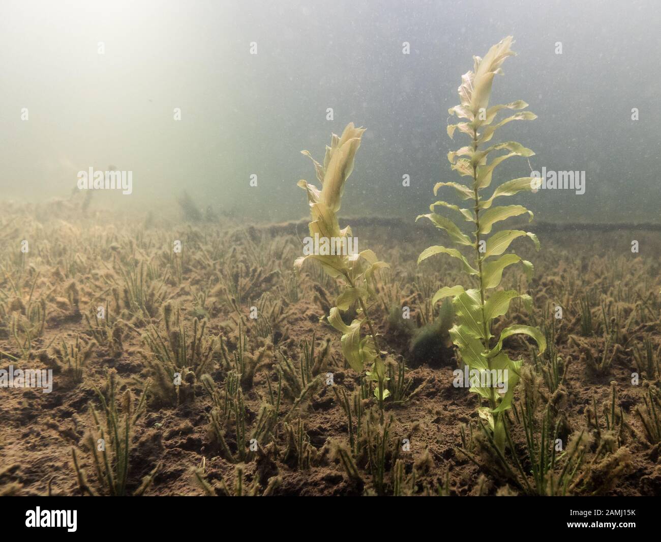Claspingleaf pondweed underwater on lake bottom Stock Photo