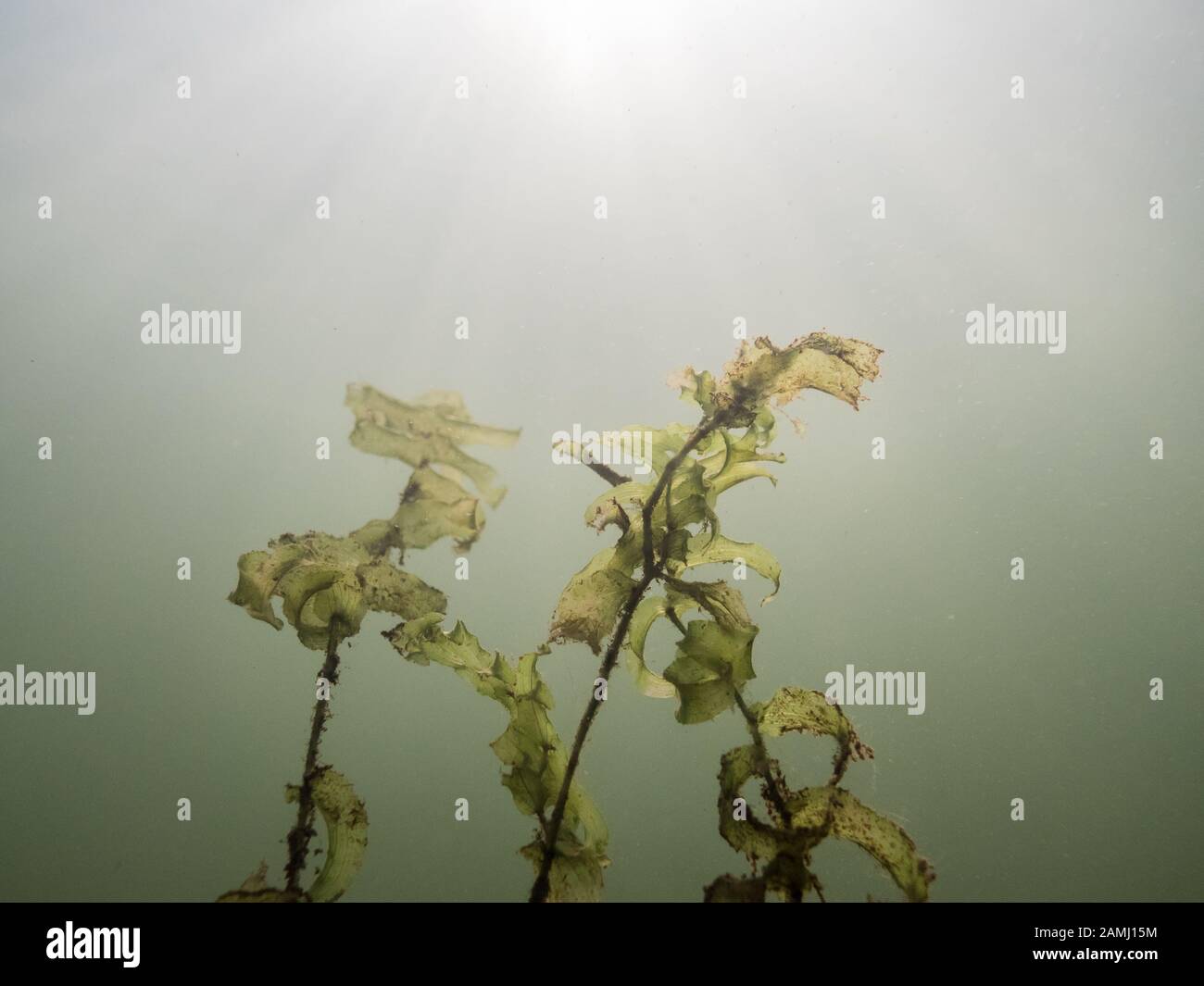 Worn out leaves of claspingleaf pondweed in late summer. Stock Photo