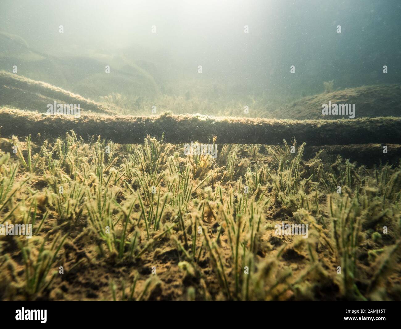 Underwater view of sunken tree on lake quillwort plants Stock Photo