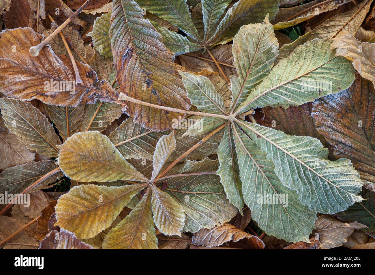 Horse chestnut tree leaves hi-res stock photography and images - Alamy
