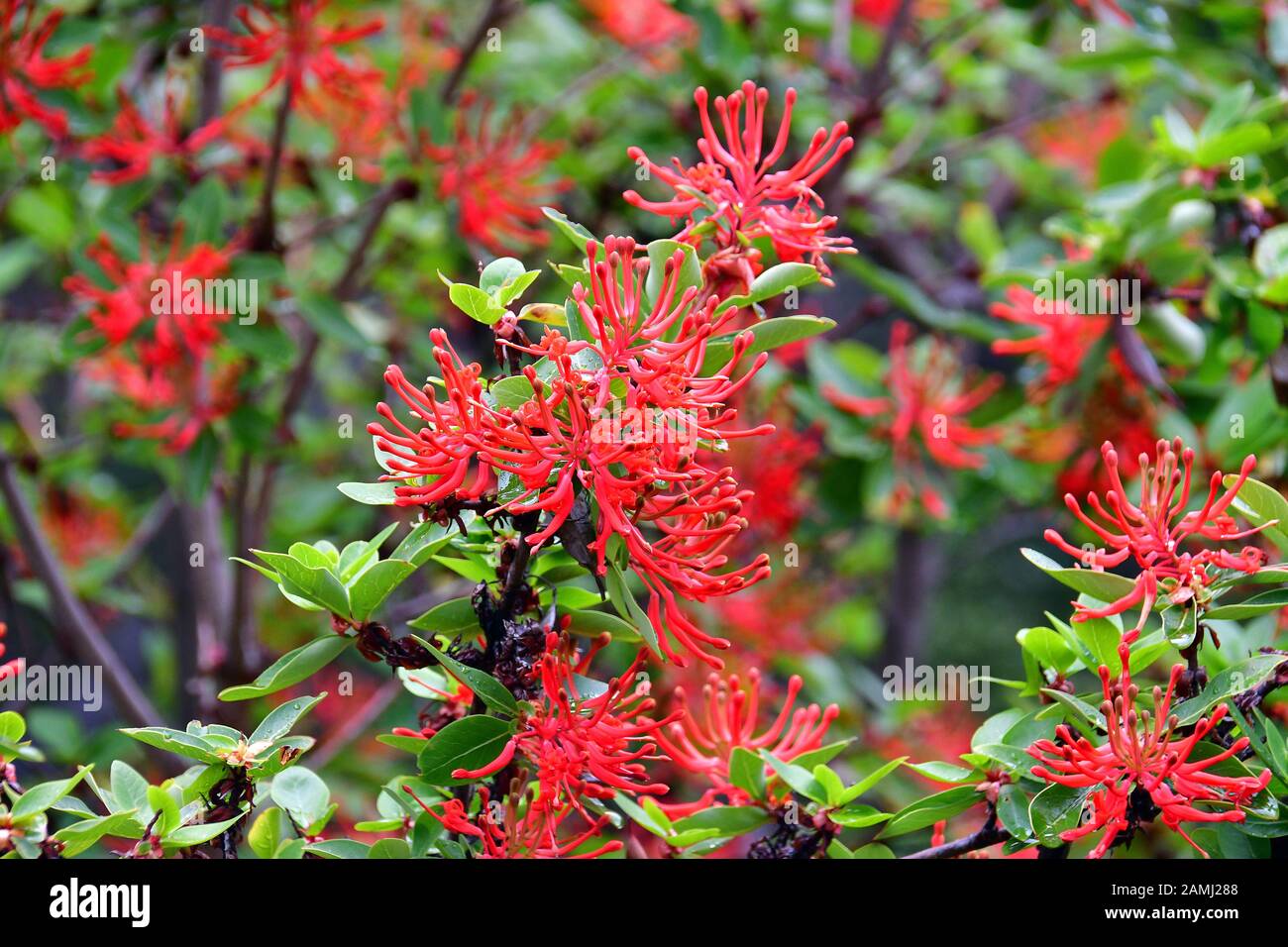 Chilean firetree, Chilean firebush, Embothrium coccineum, Los Glaciares National Park, Santa Cruz Province, Argentina, South America Stock Photo