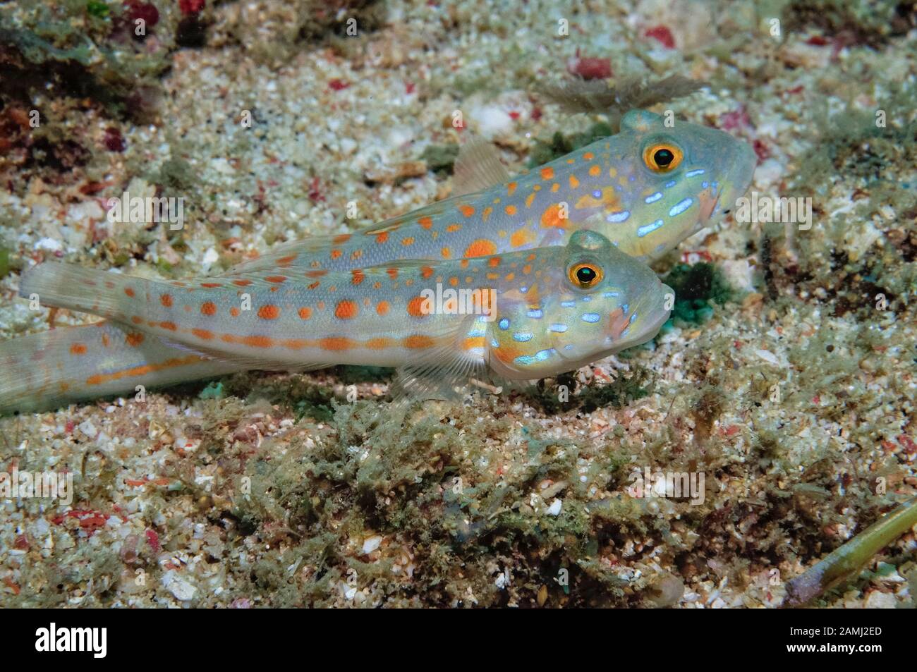 orange-spotted sleeper goby or orange-dashed goby, Valenciennea puellaris, Sekotong, Lombok, Indonesia, Bali Sea, Indian Ocean Stock Photo