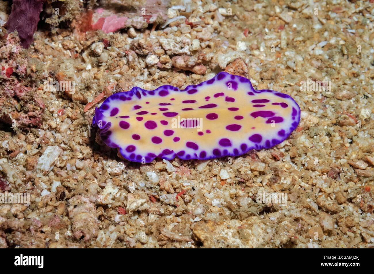 purple-spotted flatworm, Pseudoceros lindae, Sekotong, Lombok, Indonesia, Bali Sea, Indian Ocean Stock Photo
