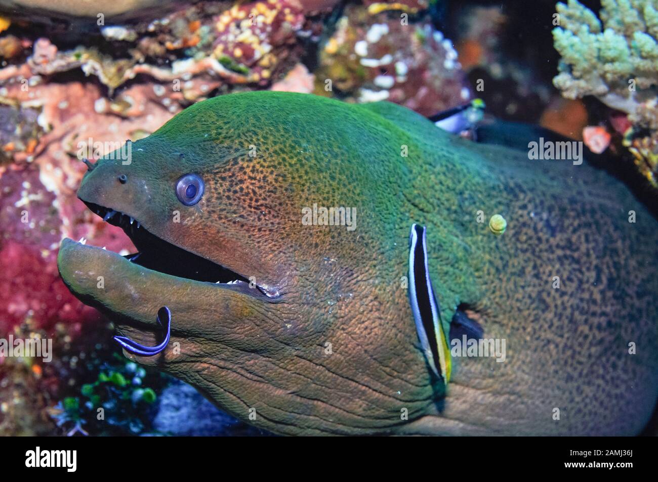 Giant Moray Eel, Gymnothorax javanicus, being cleaned by a Bluestreak Cleaner Wrasse,Labroides dimidiatus, Komodo National Park, Indonesia, Flores Sea Stock Photo