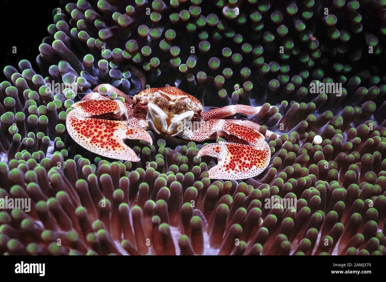 red-spotted porcelain crab, Neopetrolisthes oshimai, Komodo National Park, Indonesia, Flores Sea, Indian Ocean Stock Photo