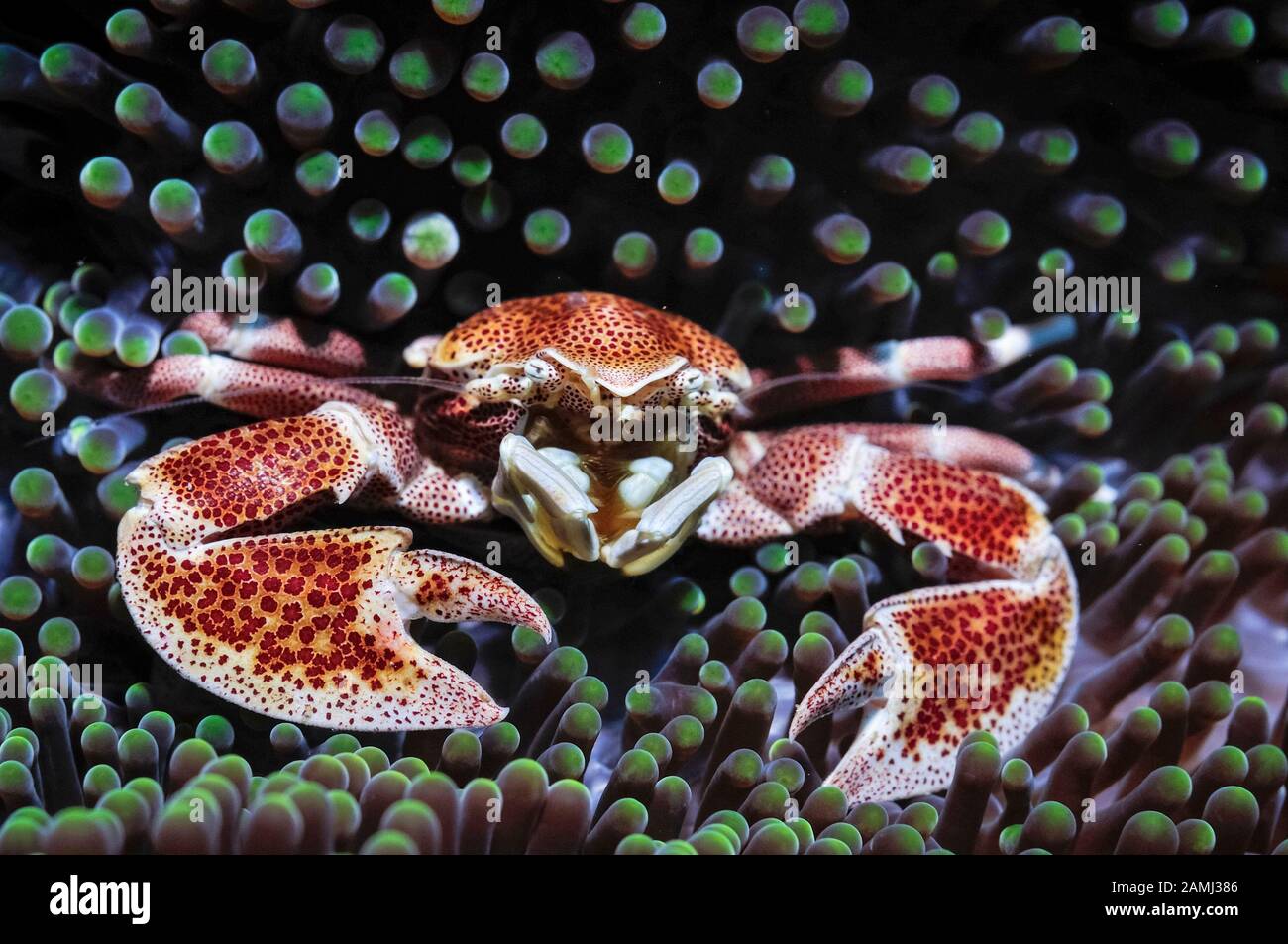 red-spotted porcelain crab, Neopetrolisthes oshimai, Komodo National Park, Indonesia, Flores Sea, Indian Ocean Stock Photo