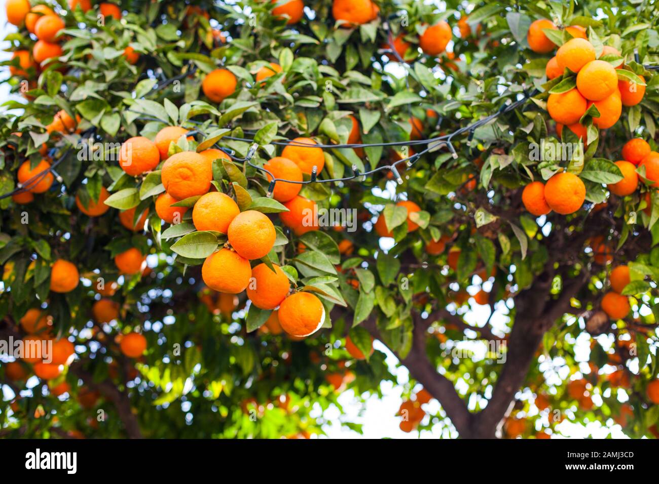 Orange Fruits. Orange garden. Oranges on the plant Stock Photo Alamy