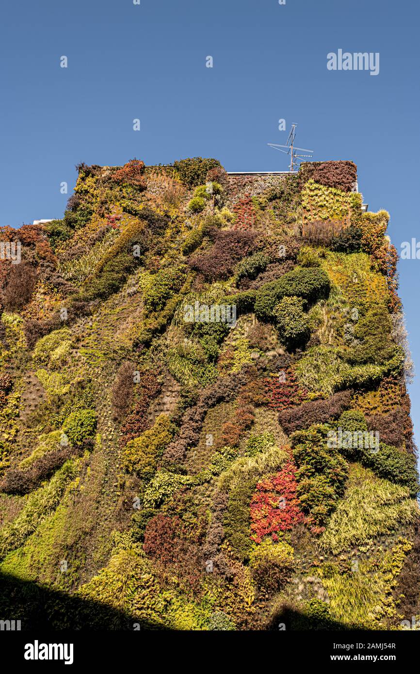 Vertical garden by Patrick Blanc, Paseo de Castallana, Madrid, Spain Stock Photo