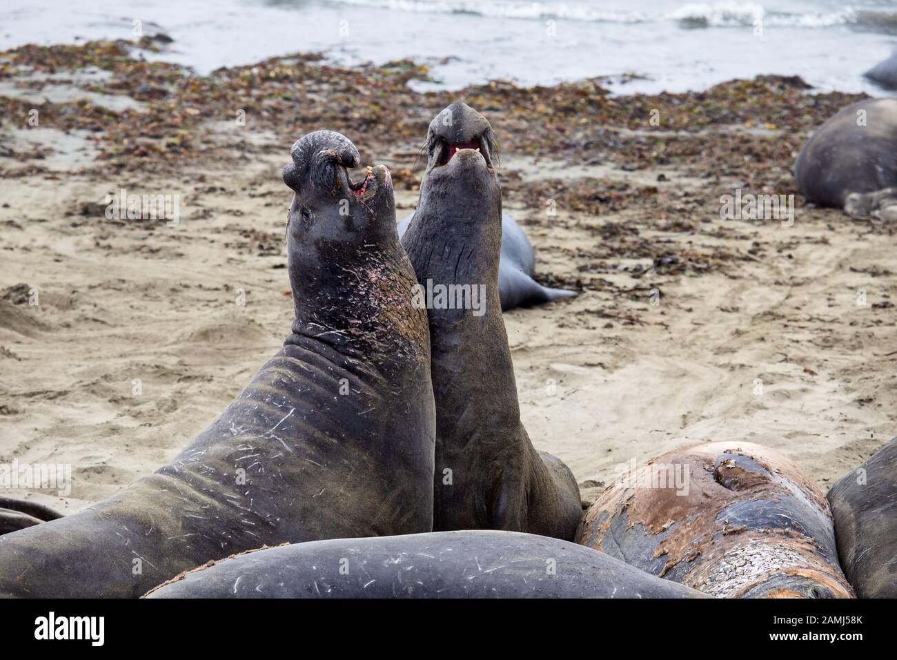 Male Elephant Seals fighting on a beach in San Simeon, California, USA Stock Photo